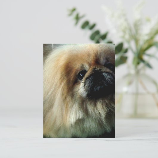 Cute Pekingese Briefkaart (Staand voorkant)