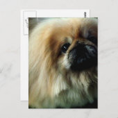Cute Pekingese Briefkaart (Voorkant / Achterkant)