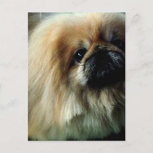 Cute Pekingese Briefkaart (Voorkant)