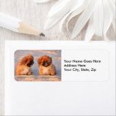 Cute Pekingese Dogs Etiket (Insitu)