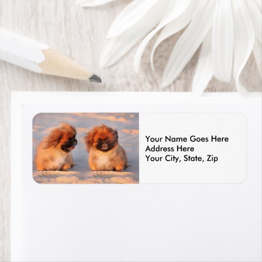 Cute Pekingese Dogs Etiket (Insitu)