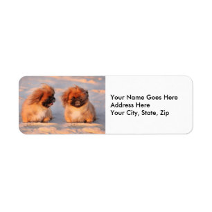 Cute Pekingese Dogs Etiket