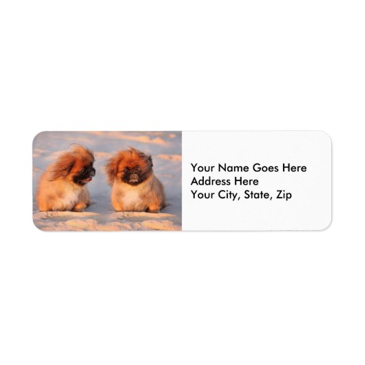 Cute Pekingese Dogs Etiket (Voorkant)