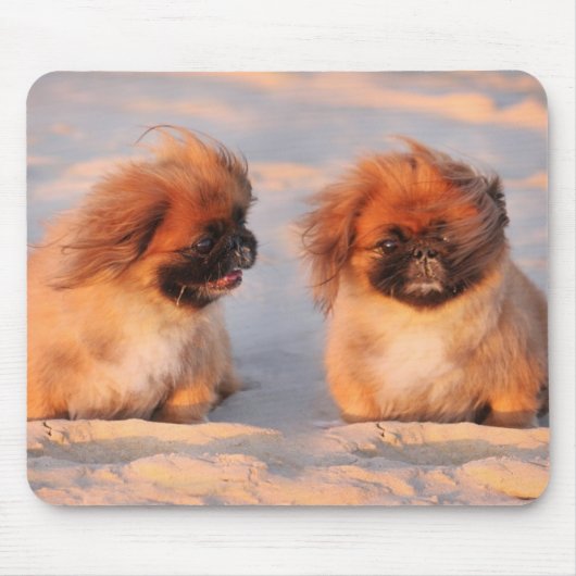 Cute Pekingese Dogs Muismat (Voorkant)