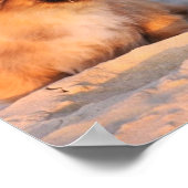 Cute Pekingese Dogs Poster (Hoek)