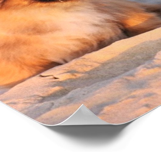 Cute Pekingese Dogs Poster (Hoek)