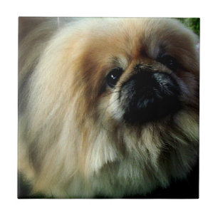 Cute Pekingese Tile Tegeltje