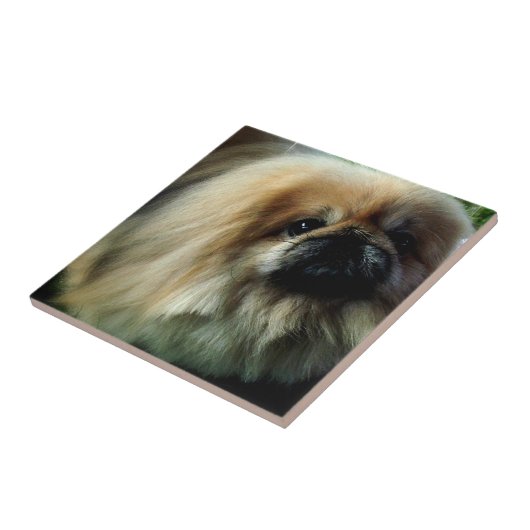 Cute Pekingese Tile Tegeltje (Zijkant)