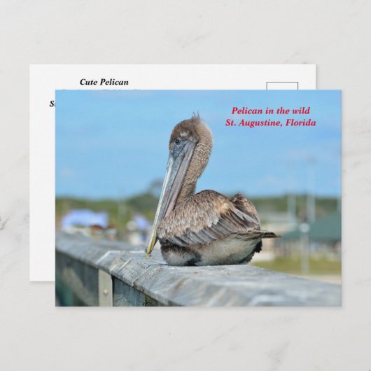 Cute Pelican Resing Briefkaart (Voorkant / Achterkant)