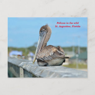 Cute Pelican Resing Briefkaart