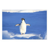 Cute Penguin Foto Afdruk (Voorkant)