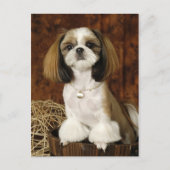 Cute Pet Animal Briefkaart (Voorkant)