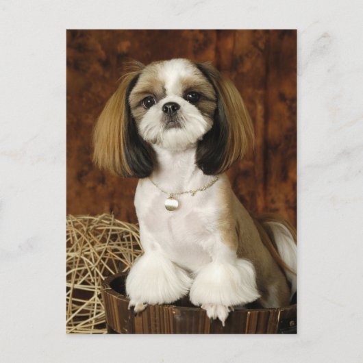 Cute Pet Animal Briefkaart (Voorkant)