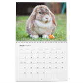 Cute Pet Bunny Rabbits Kalender (Mar 2027)