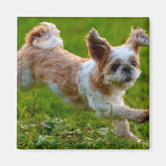 Cute Photo Running Shih Tzu Dog Magneet (Voorkant)