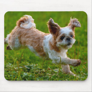 Cute Photo Running Shih Tzu Dog Muismat