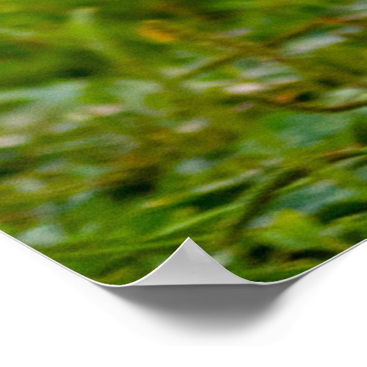 Cute Photo Running Shih Tzu Dog Poster (Hoek)