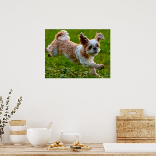 Cute Photo Running Shih Tzu Dog Poster (Keuken)