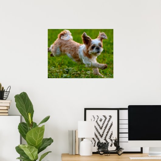 Cute Photo Running Shih Tzu Dog Poster (Thuiskantoor)
