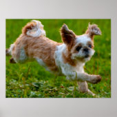 Cute Photo Running Shih Tzu Dog Poster (Voorkant)