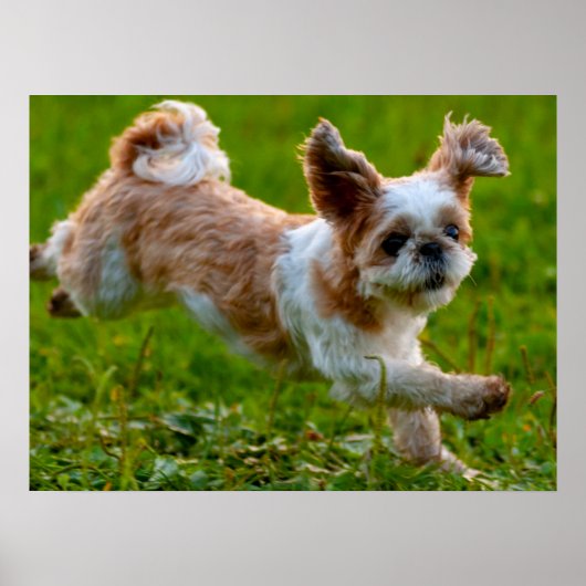 Cute Photo Running Shih Tzu Dog Poster (Voorkant)