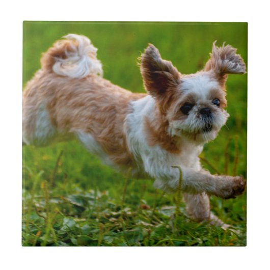 Cute Photo Running Shih Tzu Dog Tegeltje (Voorkant)
