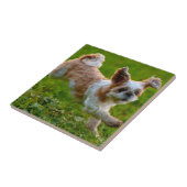 Cute Photo Running Shih Tzu Dog Tegeltje (Zijkant)