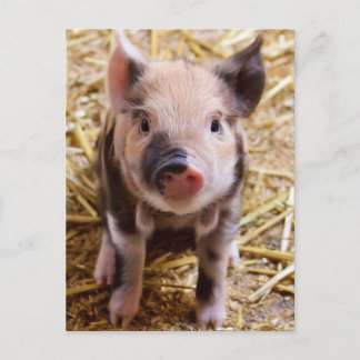 Cute Pic van een baby Pig Briefkaart