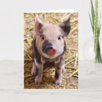 Cute Pic van een baby Pig