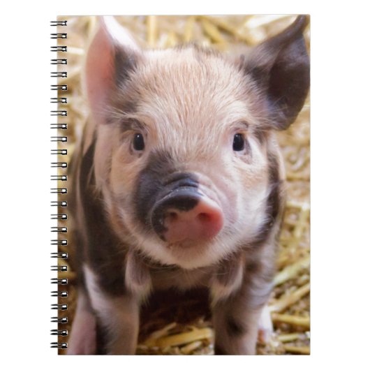 Cute Pic van een baby Pig Notitieboek (Voorkant)
