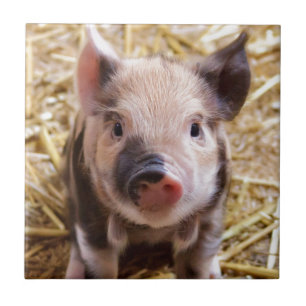 Cute Pic van een baby Pig Tegeltje
