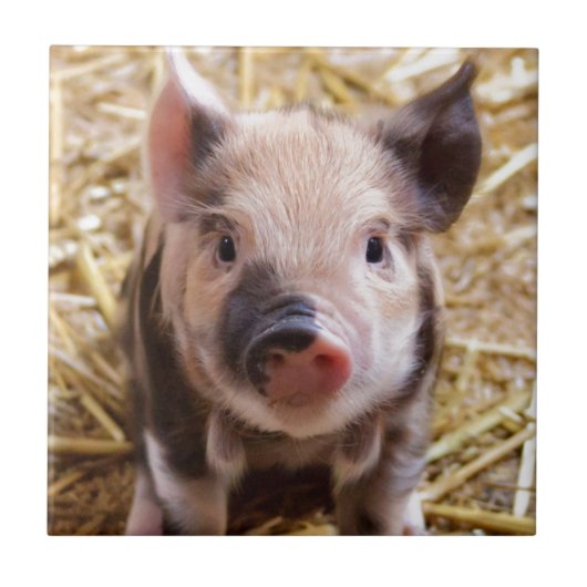 Cute Pic van een baby Pig Tegeltje (Voorkant)