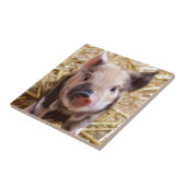 Cute Pic van een baby Pig Tegeltje (Zijkant)