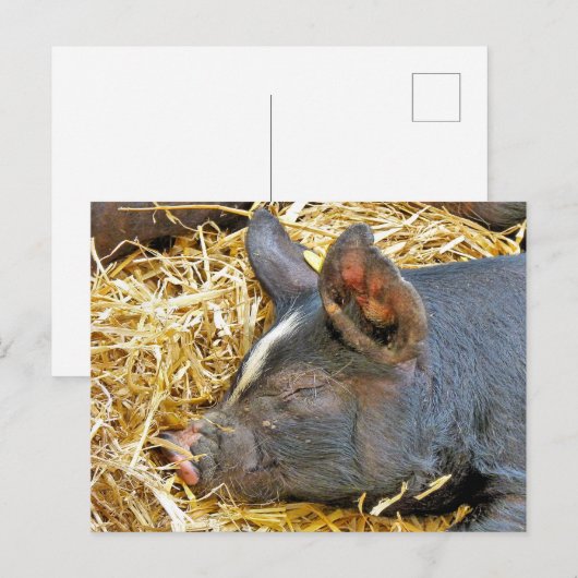 CUTE PIG BRIEFKAART (Voorkant / Achterkant)