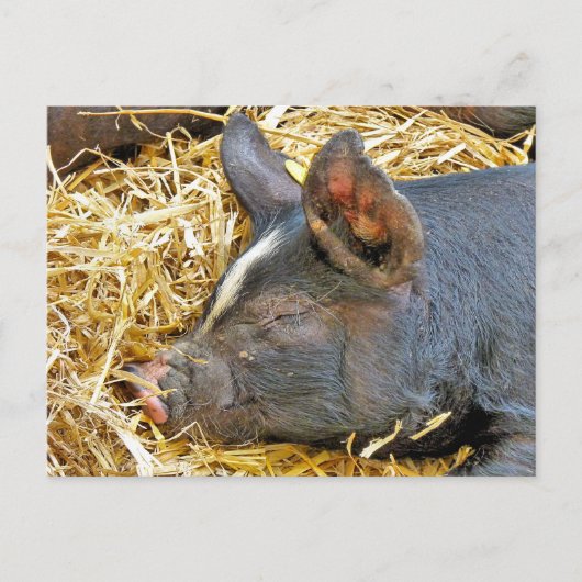 CUTE PIG BRIEFKAART (Voorkant)