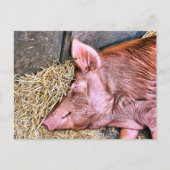 CUTE PIG BRIEFKAART (Voorkant)