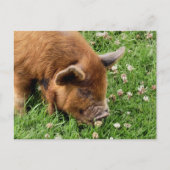 CUTE PIG BRIEFKAART (Voorkant)