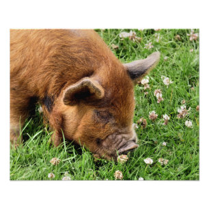 CUTE PIG  FOTO AFDRUK