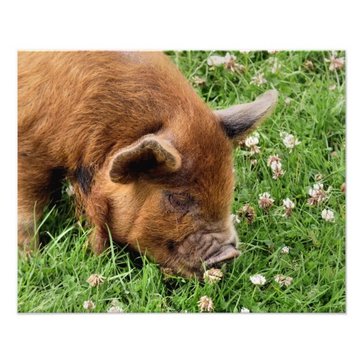 CUTE PIG FOTO AFDRUK (Voorkant)