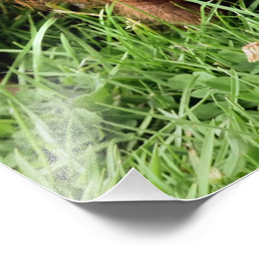 CUTE PIG FOTO AFDRUK (Hoek)