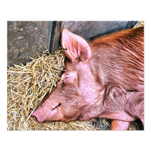 CUTE PIG FOTO AFDRUK