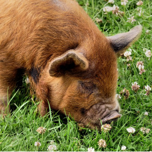 CUTE PIG FOTO AFDRUK