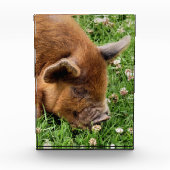 CUTE PIG FOTOBLOKKEN (Voorkant)