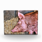CUTE PIG FOTOBLOKKEN (Voorkant)