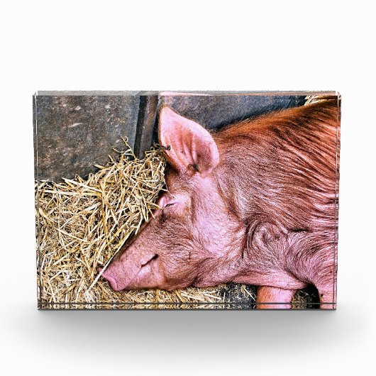 CUTE PIG FOTOBLOKKEN (Voorkant)