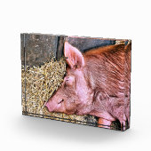 CUTE PIG FOTOBLOKKEN (Rechts)