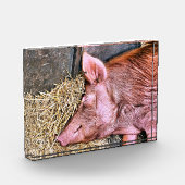 CUTE PIG FOTOBLOKKEN (Links)