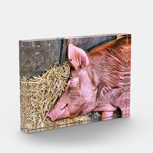 CUTE PIG FOTOBLOKKEN (Links)