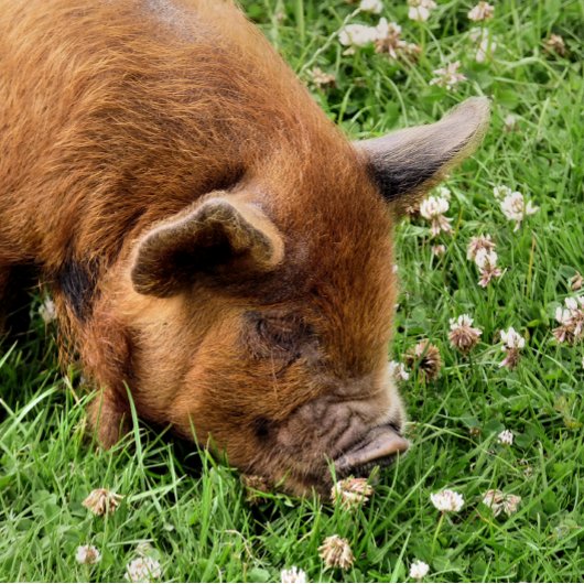 CUTE PIG FOTOBLOKKEN
