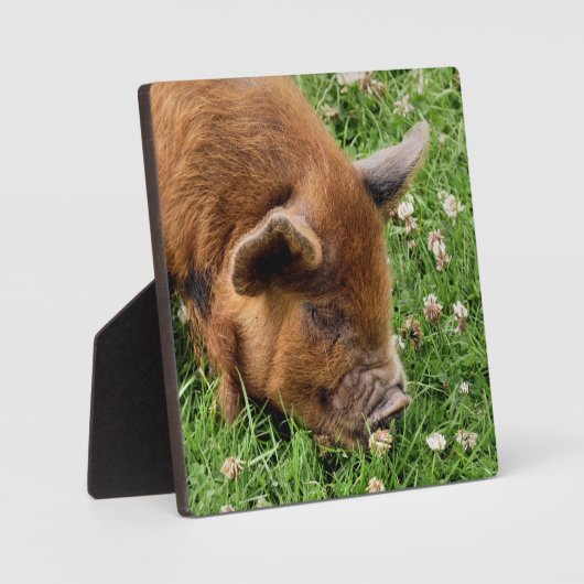 CUTE PIG FOTOPLAAT (Voorkant)